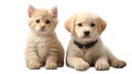 puppies canine kittens isolated a background purebred advertising companion friends Royalty Free Stock Photo