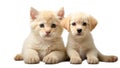 puppies canine kittens isolated a background purebred advertising Royalty Free Stock Photo