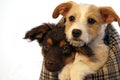 Puppies in a carrier bag Royalty Free Stock Photo