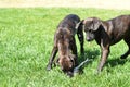 Puppies chasing water Royalty Free Stock Photo