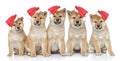 Puppies in Christmas caps on a white background