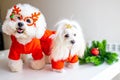 puppies in christmas costumes are ready for party