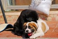 Puppies, Colonae, Macao Royalty Free Stock Photo