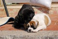 Puppies, Colonae, Macao Royalty Free Stock Photo