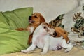 Puppies on the couch lying quietly Royalty Free Stock Photo