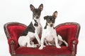 Puppies on a couch Royalty Free Stock Photo