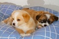 Puppies cuddling