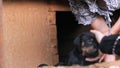 Puppies Doberman in unsanitary conditions. Amateurs breeders of dogs