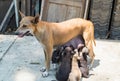 Puppies dog suck up milk mother brown