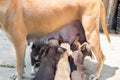 Puppies dog suck up milk mother brown