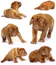 Puppies Dogue de Bordeaux Royalty Free Stock Photo