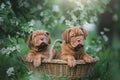 Puppies dogue de bordeaux Royalty Free Stock Photo