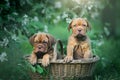 Puppies dogue de bordeaux Royalty Free Stock Photo