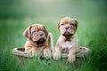 Puppies dogue de bordeaux Royalty Free Stock Photo