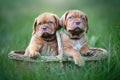 Puppies dogue de bordeaux Royalty Free Stock Photo