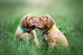 Puppies dogue de bordeaux Royalty Free Stock Photo