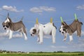 Puppies drying on washing line