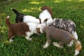 Puppies Eating