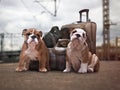 Puppies English bulldog with bags and a suitcase at the station. Dog travel