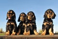 Puppies english cocker Royalty Free Stock Photo