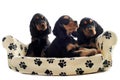 Puppies english cocker Royalty Free Stock Photo