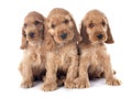 Puppies english cocker Royalty Free Stock Photo