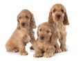 Puppies english cocker Royalty Free Stock Photo