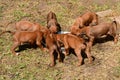 Puppies feeding together