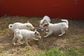 Puppies fighting over fish skin, Greenland