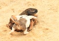 Puppies fighting on sandpit Royalty Free Stock Photo