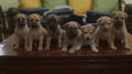 Puppies in the first line on the table.