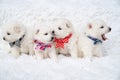 puppies. cute Japanese spitz with bows around their necks sitting on coverlet