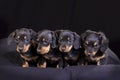 Puppies Royalty Free Stock Photo