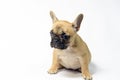 Puppies french bulldogs brown color ukreina