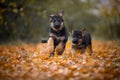 Puppies of german shepherd dog in an autumn park Royalty Free Stock Photo