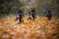 Puppies of german shepherd dog in an autumn park Royalty Free Stock Photo