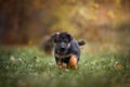 Puppies of german shepherd dog in an autumn park Royalty Free Stock Photo