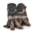 Puppies german shepherd Royalty Free Stock Photo