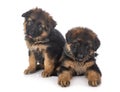 Puppies german shepherd Royalty Free Stock Photo