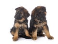 Puppies german shepherd Royalty Free Stock Photo