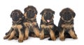 Puppies german shepherd Royalty Free Stock Photo