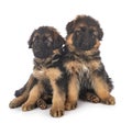 Puppies german shepherd Royalty Free Stock Photo