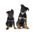 Puppies german shepherd Royalty Free Stock Photo