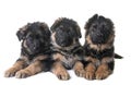 Puppies german shepherd Royalty Free Stock Photo