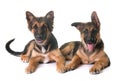 Puppies german shepherd