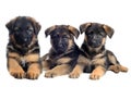 Puppies german shepherds Royalty Free Stock Photo