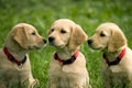 Puppies of golden retriever Royalty Free Stock Photo