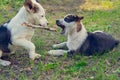 Puppies growl and bark at each other in order to play with a wooden stick. Cute puppies are playing in the park.