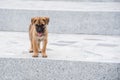 Puppies The homeless dog has no owner in Wat Thang sai temple at