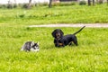 Puppies husky and taxes play on the grass.